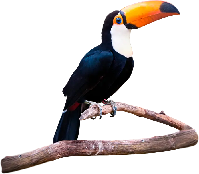 tucano on top of a branch